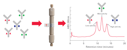 FcR Chromatogram 